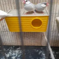 فنچ نرگسی مولد با جوجه
