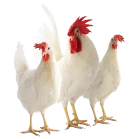 خروس سفید لوهمن lsl