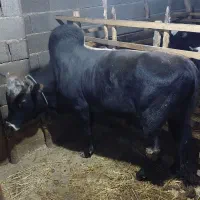 گاو نر ورزا