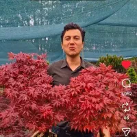 افرا سرخ ژاپنی