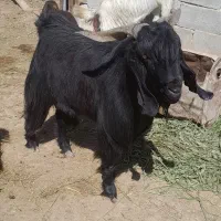 دبر مشکی