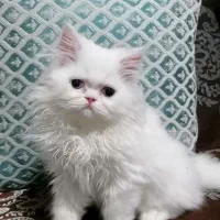 ارسال گربه