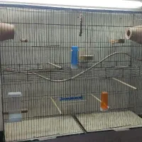 قفس مرغ عشق و عروس هلندی