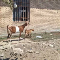 بز بابچش