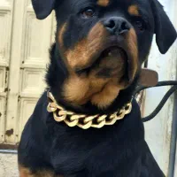 روتوایلر کنکورسو ژرمن سراب ماستیف های خاص