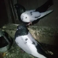 پرنده