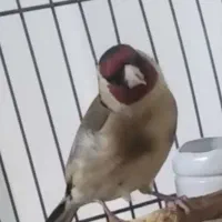 سهره