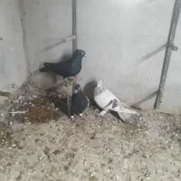 کفتر|پرنده|شیراز, آزادگان|دیوار