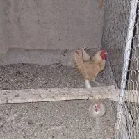 سبرایت بوف