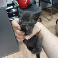 واگذاری بچه گربه