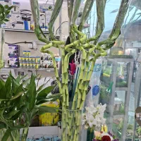 بامبو تایلندی