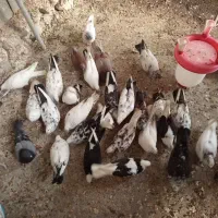 کبوتر تهرانی و سفید اراکی اصیل بصورت جفت