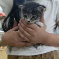 گربه|گربه|گرگان, |دیوار