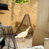پرنده|پرنده|ایلام, |دیوار