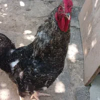 مرغ ماشینی