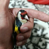 سهره و قناری