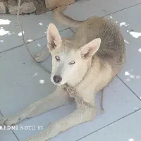 هاسکی