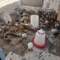 نیمچه برهما ،لهستانی،گلپایگان،مرندی و اردک