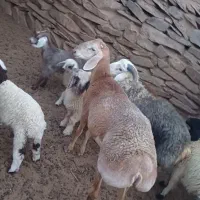 فروش بره ۶ماهه چینی