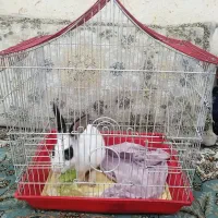 خرگوش با قفس خرگوش