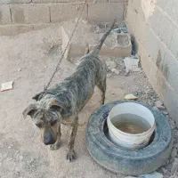 سگ نر و ماده