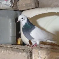 کفتر|پرنده|مشهد, کارگران|دیوار