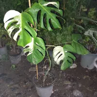 برگ انجیری ابلغ بزرگ مادری