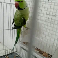 ملنگو نر و ماده
