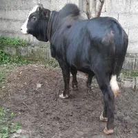 ورزا گوساله نر گاو نر  کله ماستی