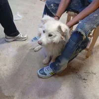 سگ چاو چاو