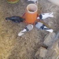 فروش کبوتر جفتی و جوجه با توافق