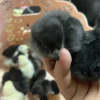 جوجه مرغ و خروس گلین