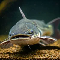 تعویض گربه ماهی با گپی نرو ماده