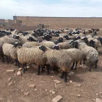 دامداری احمدی عرضه کننده گوسفند درجه 1 نژاد شال
