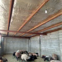 دامداری مبارکه