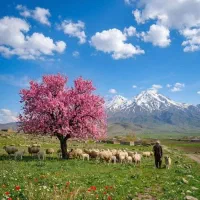 گوسفند و بز ۲۷ عدد