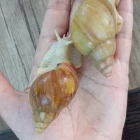 حلزون آچاتینا