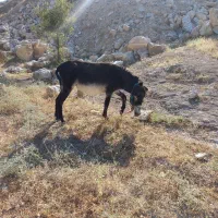 بره