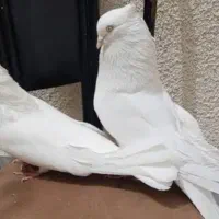کبوتر سفید چش نوک سفید