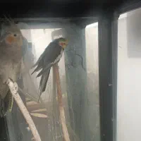 عروس هلندی نر و ماده