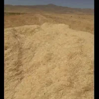 کاه گندم