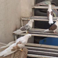 جوجه پشتدار