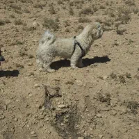 سگ شیتزو
