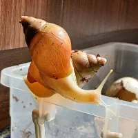 ۴ عدد عدد حلزون آفریقایی