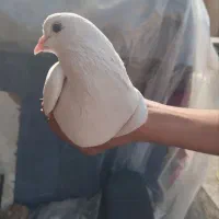 جوجه سفید مهر