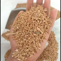 خریداری و فروش هر نوع گندم جو درکل استان