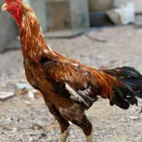 خروس و مرغ و جوجه