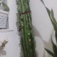گل کاکتوس