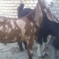 دوعدد کهره نر