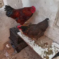 مرغ و خروس|خوردنی و آشامیدنی|نیشابور, شهید بهشتی|دیوار